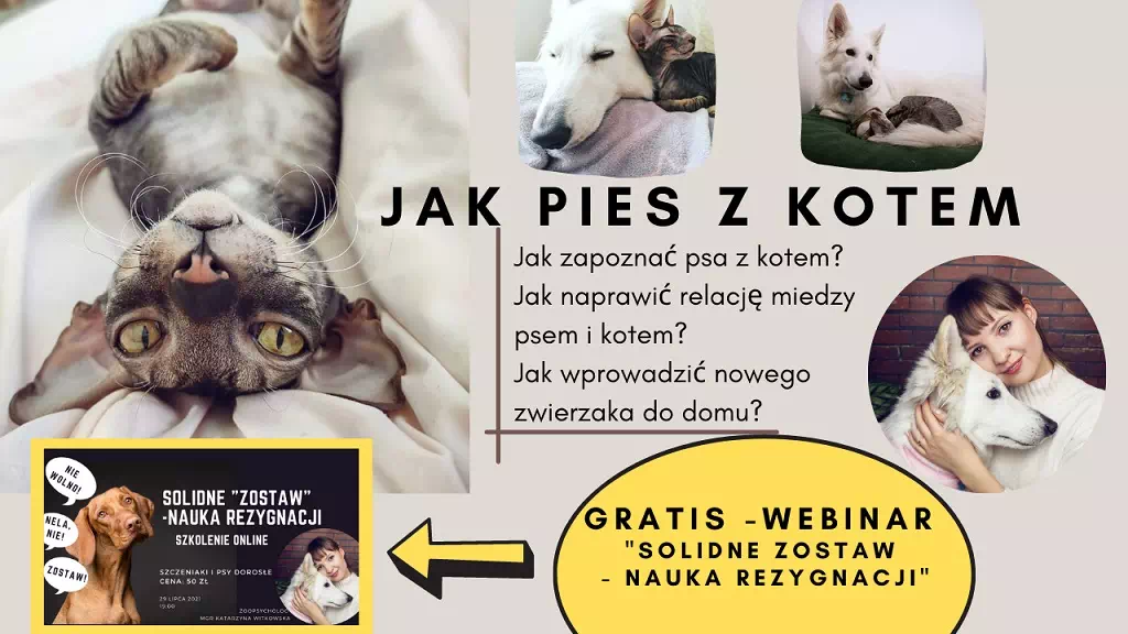 Webinar - Jak pies z kotem